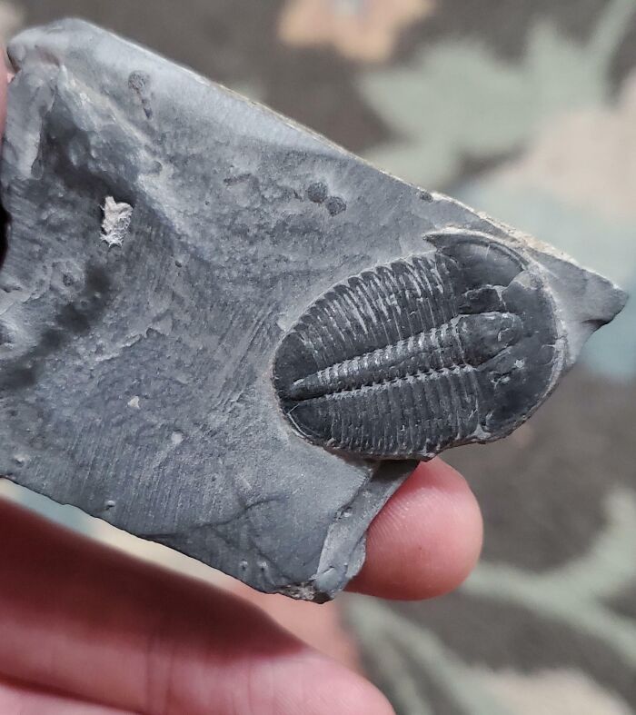 Fossil embedded in stone held by hand, showcasing detailed nature pics of ancient life and natural history.