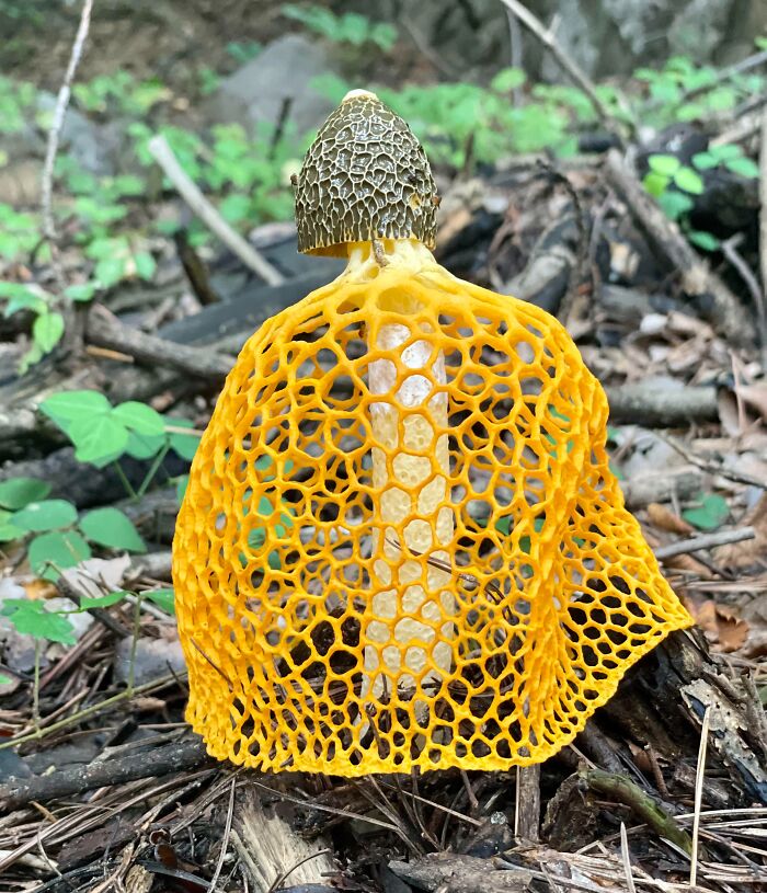 Bright yellow fungus with lacy netting growing on forest floor among leaves and sticks in nature.