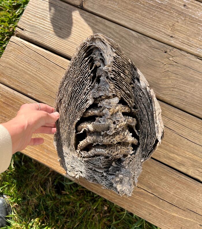 Hand holding a large, empty wasp nest with layered texture on wooden deck, nature pics showcasing intricate natural patterns.