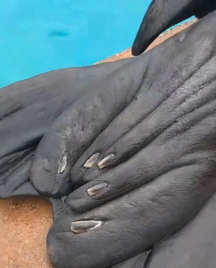 Close-up of a manatee's flippers resting by the water, showcasing interesting nature pics in a serene setting.