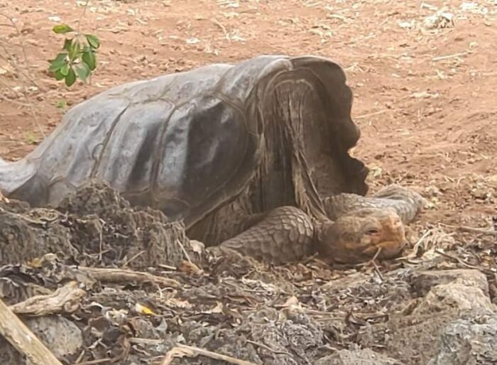 Close-up of a large tortoise resting on dry ground surrounded by twigs and leaves in nature pics collection.