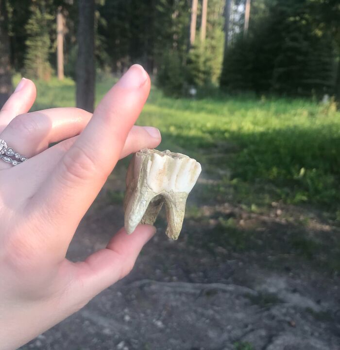 Hand holding a large tooth found outdoors in a forest featuring nature pics with interesting and beautiful scenery.