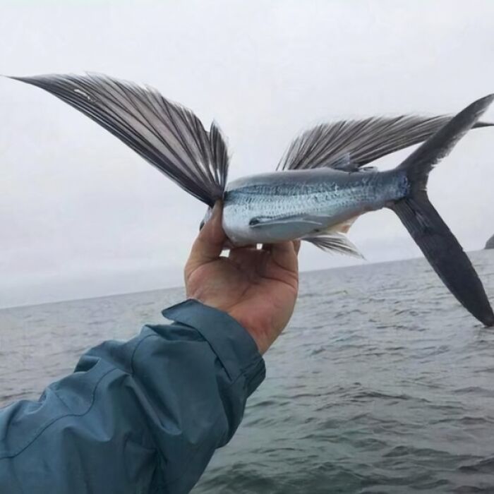 Hand holding a rare flying fish with large wings above the ocean, showcasing unique nature pics and wildlife beauty.