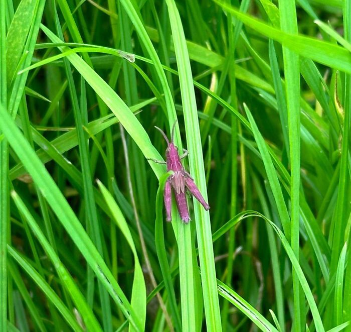 Purple grasshopper resting on bright green blades of grass in a vibrant nature pic showcasing natural beauty.