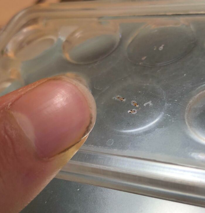Close-up of tiny insect larvae on a clear surface next to a human thumb showing intricate nature pics details.