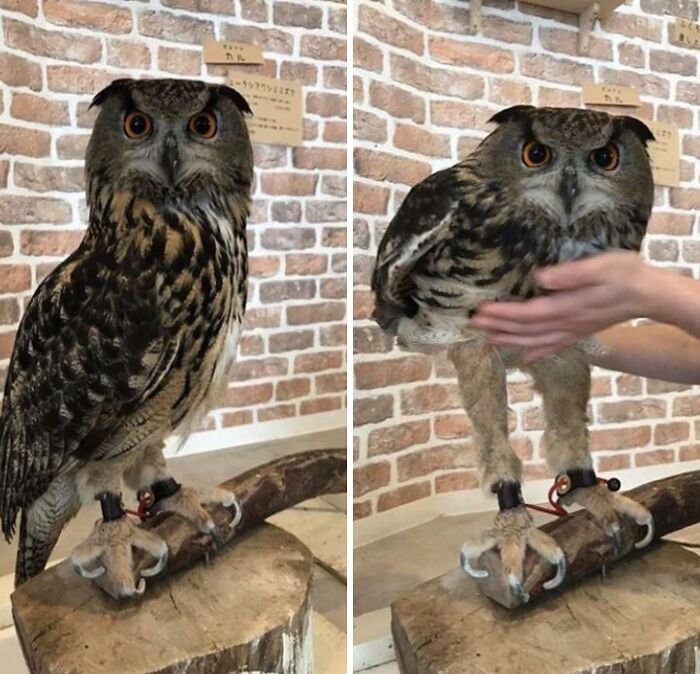 Close-up of a large owl perched on a wooden stump showcasing beautiful nature pics with detailed feathers and intense eyes