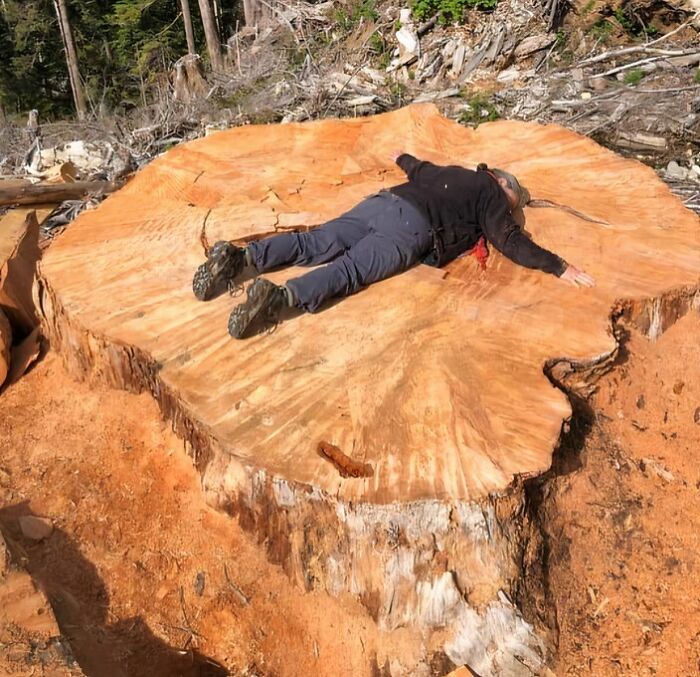 Person lying on a huge tree stump in a forest, showcasing the impressive size in this nature pics scene.