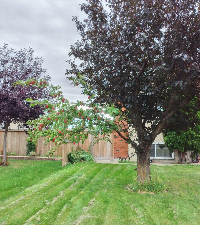 Backyard scene with green grass, fruit-bearing trees, and a wooden fence under a cloudy sky in nature pics.