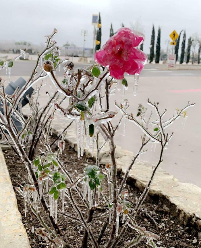 Rose bush covered in icicles on branches and leaves, showcasing unique nature pics in a cold outdoor setting.