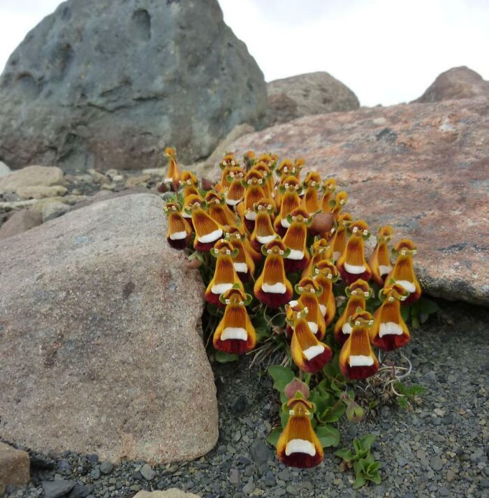 Close-up of unique yellow and red flowers growing among rocks in a stunning nature pics setting.