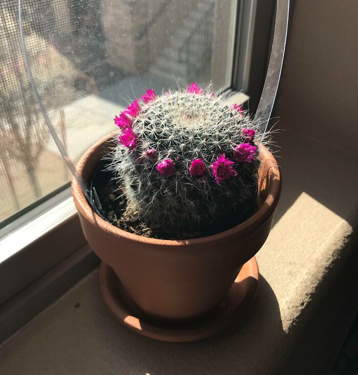 Small cactus with vibrant pink flowers in a terracotta pot on a sunny windowsill, nature pics showcasing unique beauty.