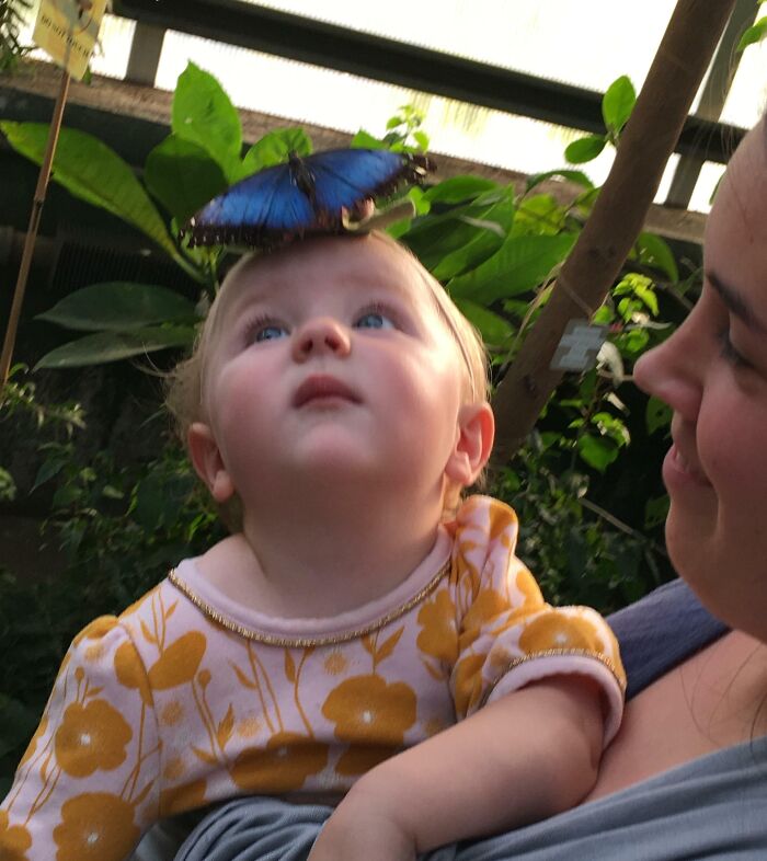 Child looking at a blue butterfly on their head, surrounded by green leaves in a nature setting with vibrant colors.