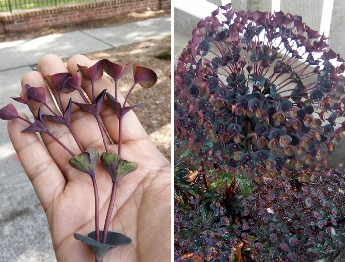 Close-up of unique purple plants held in hand and a large intricate natural plant formation outdoors, showcasing nature pics.
