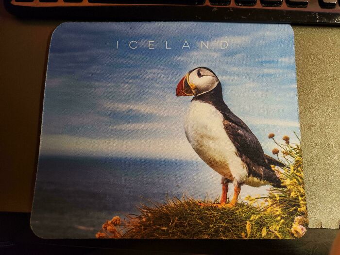 Puffin standing on grassy cliff in Iceland, symbolizing entitled family members with delusional attitudes in new photos.