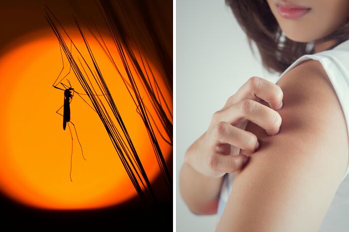 Silhouette of mosquito on grass at sunset alongside a person scratching an itchy mosquito bite on their arm.