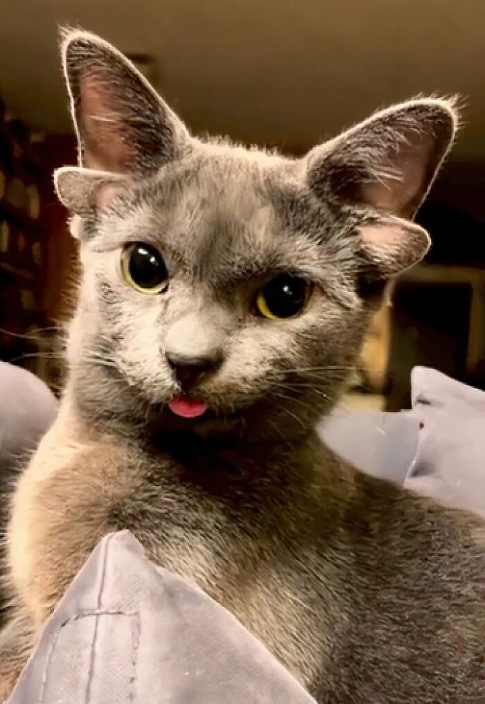 A Cat With 2 Pairs Of Ears