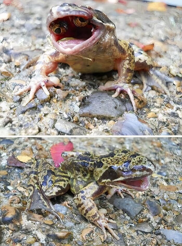 Macromutation That Causes The Frog To Grow Eyes Inside The Mouth