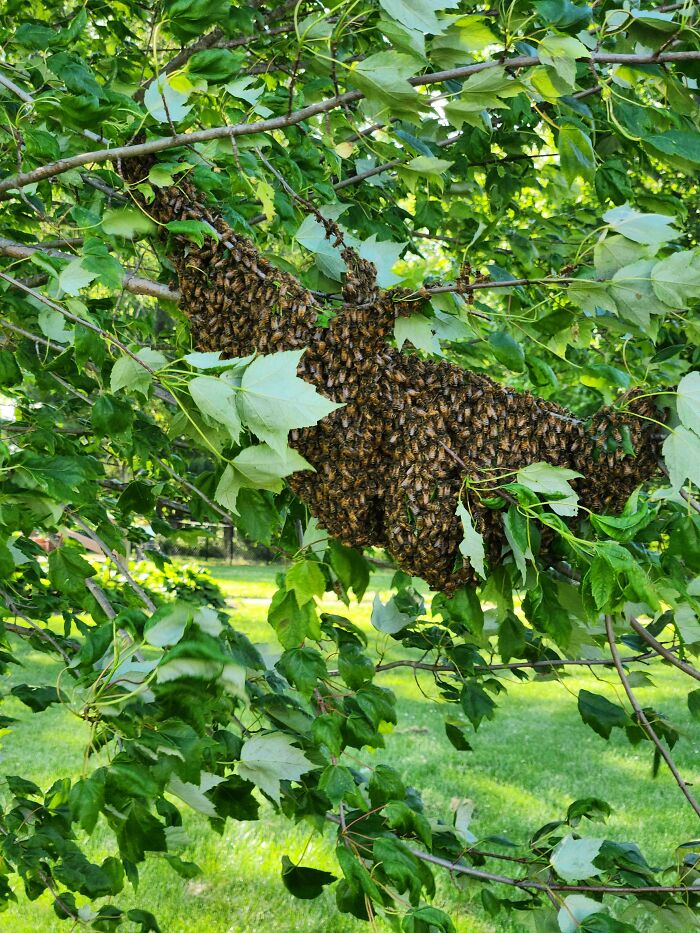 A large bee swarm clustered on a tree branch among green leaves, related to odors you should never dismiss.