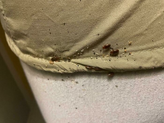 Close-up of bed bugs and bed bug eggs on fabric, highlighting odors you should never ever dismiss for health safety.