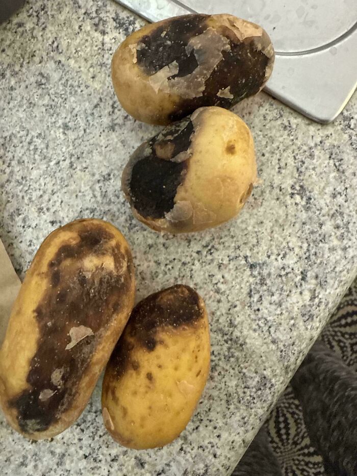 Rotten potatoes with mold spots on a kitchen countertop illustrating odors you should never dismiss.