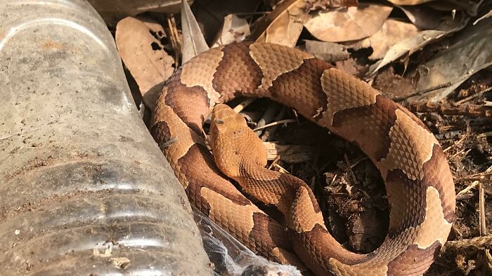 Copperhead snake coiled on dry leaves near a plastic bottle, highlighting dangerous odors you should never dismiss.