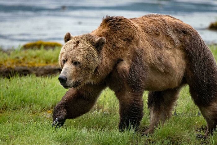 Grizzly bear walking through grassy area near water, illustrating the importance of odors you should never dismiss.