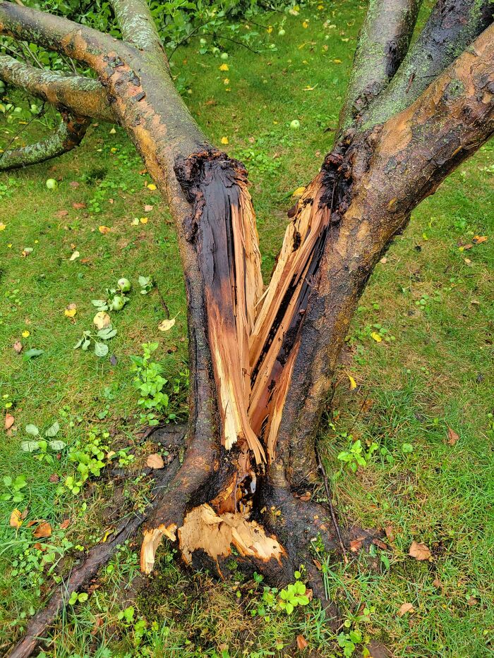 Split tree trunk with signs of decay and rot, highlighting odors you should never ever dismiss for safety awareness.