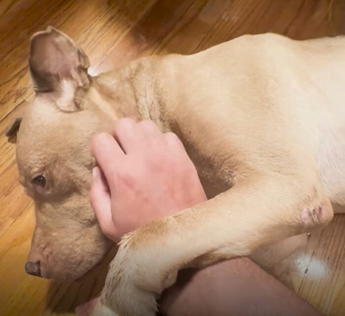 After Losing Her Home And Getting A Terminal Diagnosis, This Dog Found Comfort In A Familiar Place
