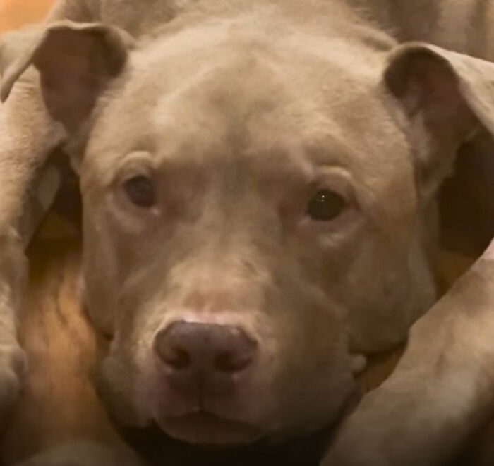 After Losing Her Home And Getting A Terminal Diagnosis, This Dog Found Comfort In A Familiar Place