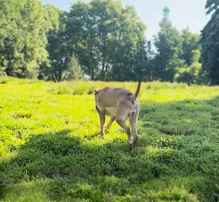 After Losing Her Home And Getting A Terminal Diagnosis, This Dog Found Comfort In A Familiar Place