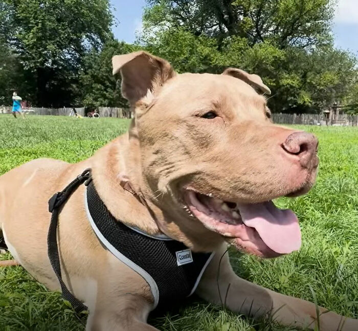 After Losing Her Home And Getting A Terminal Diagnosis, This Dog Found Comfort In A Familiar Place