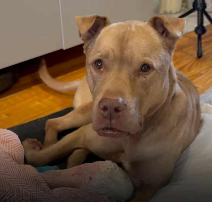After Losing Her Home And Getting A Terminal Diagnosis, This Dog Found Comfort In A Familiar Place