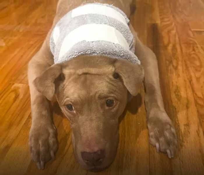 After Losing Her Home And Getting A Terminal Diagnosis, This Dog Found Comfort In A Familiar Place