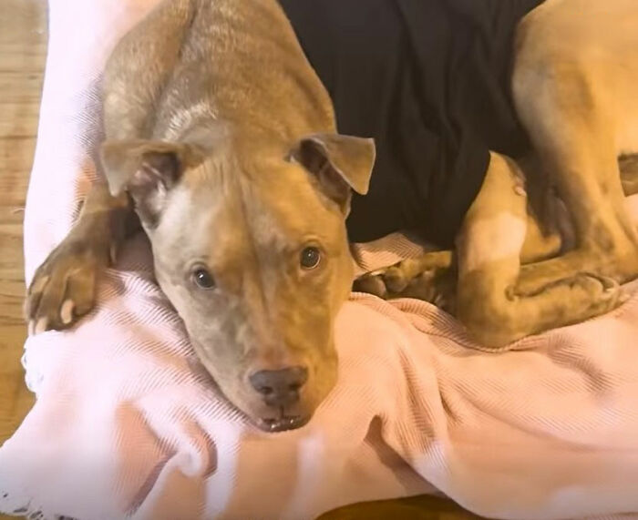 After Losing Her Home And Getting A Terminal Diagnosis, This Dog Found Comfort In A Familiar Place