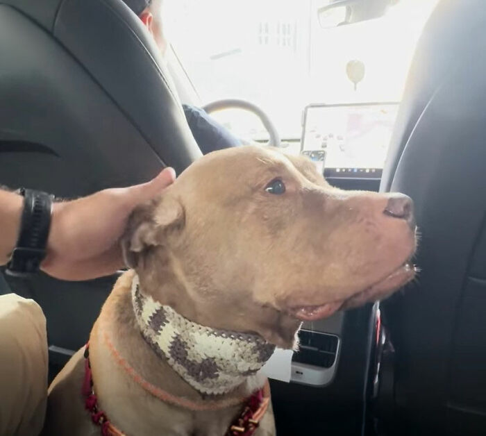 After Losing Her Home And Getting A Terminal Diagnosis, This Dog Found Comfort In A Familiar Place