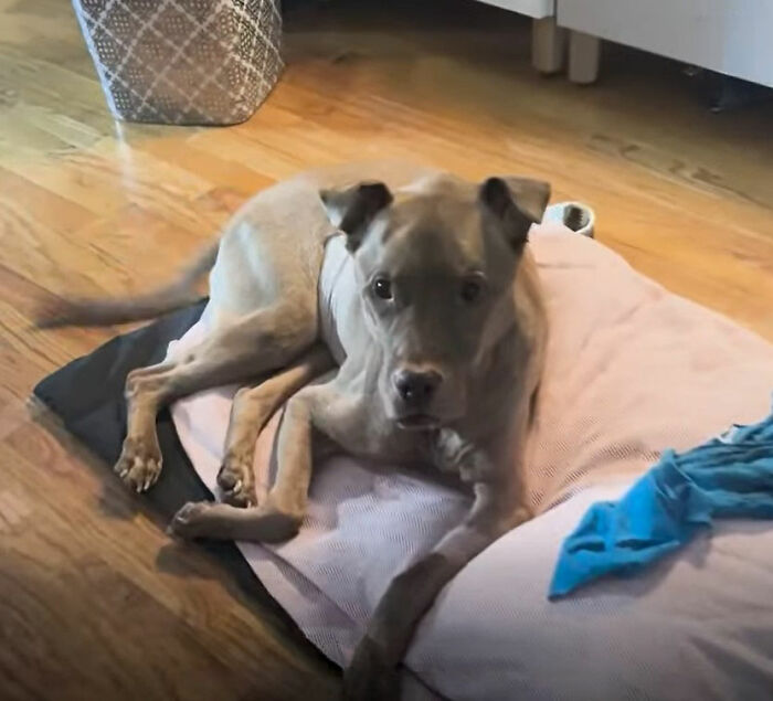 After Losing Her Home And Getting A Terminal Diagnosis, This Dog Found Comfort In A Familiar Place