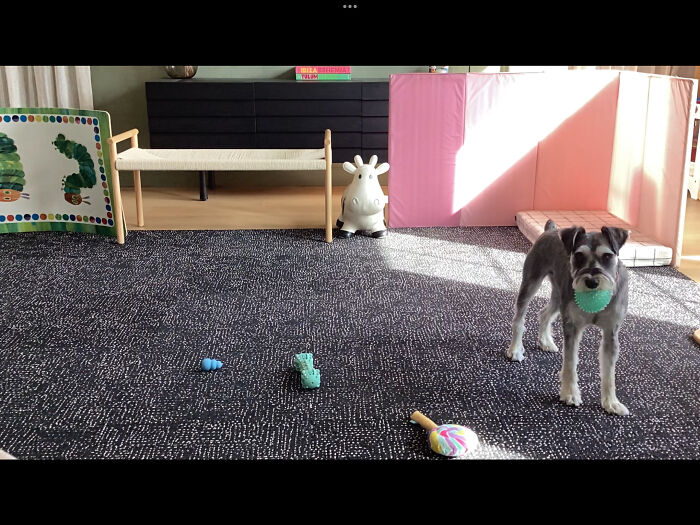 I Said, “Look At The Camera!” From The Kitchen (Moxy Was In The Living Room)