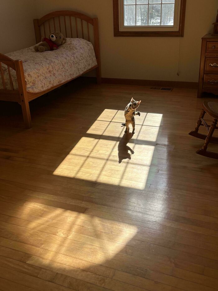 Small cat standing in a square patch of sunlight, Accidental Renaissance style