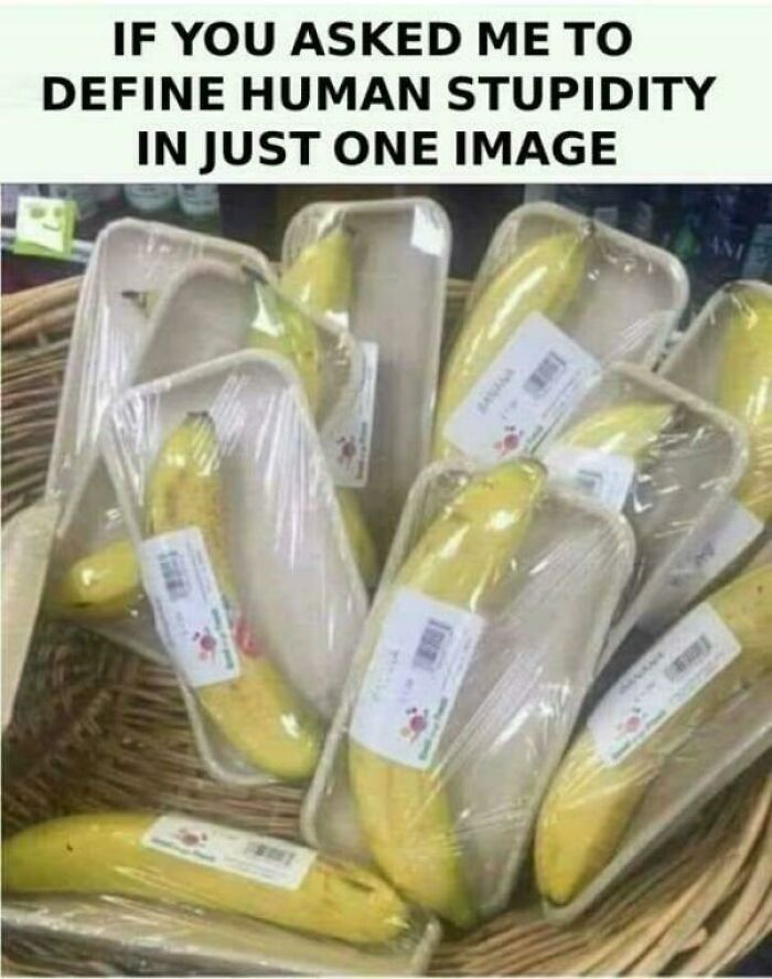 A basket full of individually plastic-wrapped bananas, illustrating blatant foolishness and human stupidity.