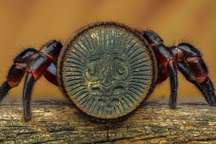 Macro closeup of spider with an Oreo cookie-like abdomen on a branch