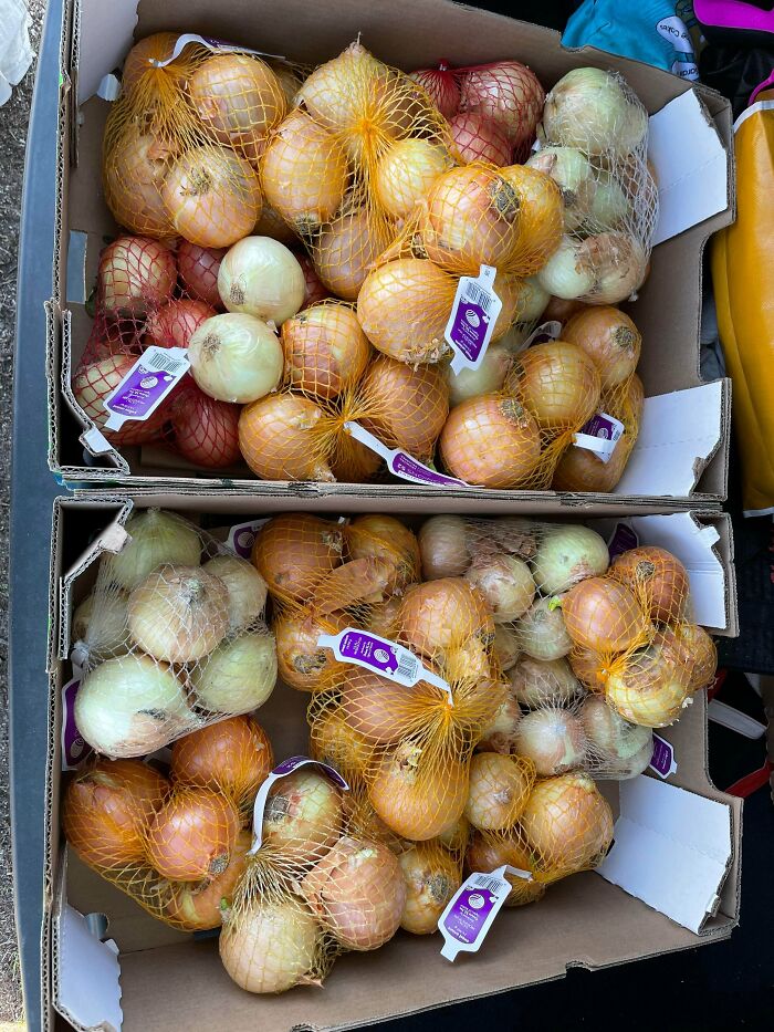 Two cardboard boxes filled with numerous mesh bags of onions, an abundant haul from a dumpster diving adventure.