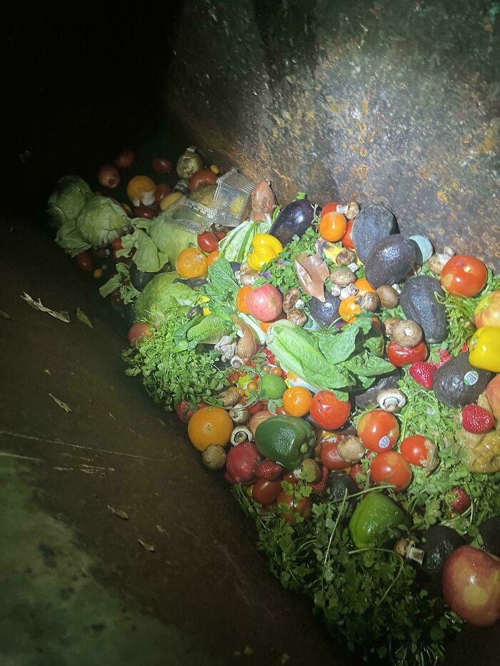 A dumpster full of fresh produce, including lettuce, tomatoes, avocados, and berries, showing amazing dumpster diving luck.