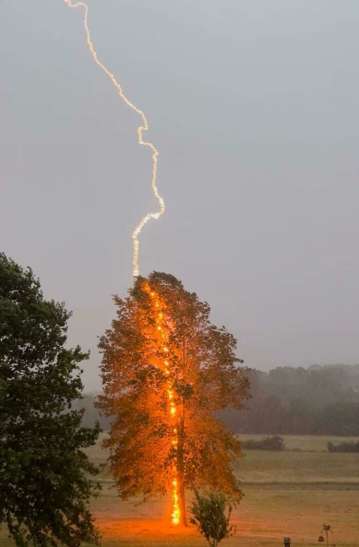 A tree on fire from a lightning strike, with the lightning bolt still visible. Fascinating pics and quick facts.