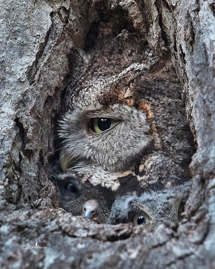 A close-up of an owl and its owlets peering out from a tree hollow, offering a fascinating pic and quick fact.