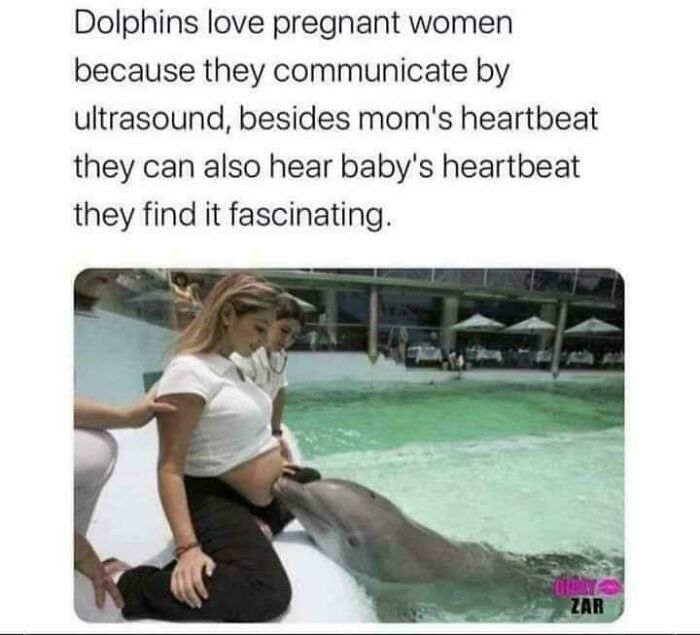 Dolphins communicate by ultrasound, hearing baby's heartbeat, which they find fascinating. Brain boost facts with a pregnant woman and dolphin.