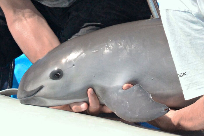 Person holding a small dolphin showing marine wildlife care