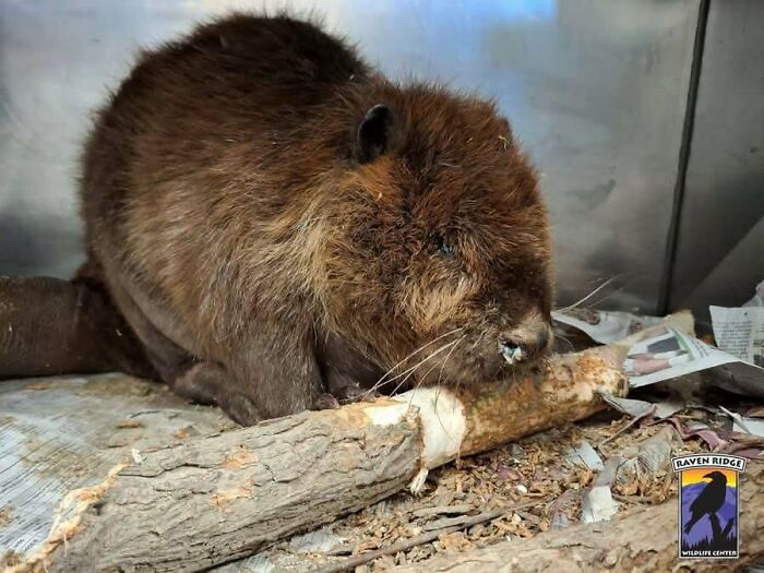 Beaver chewing on a tree branch at Raven Ridge Wildlife Center
