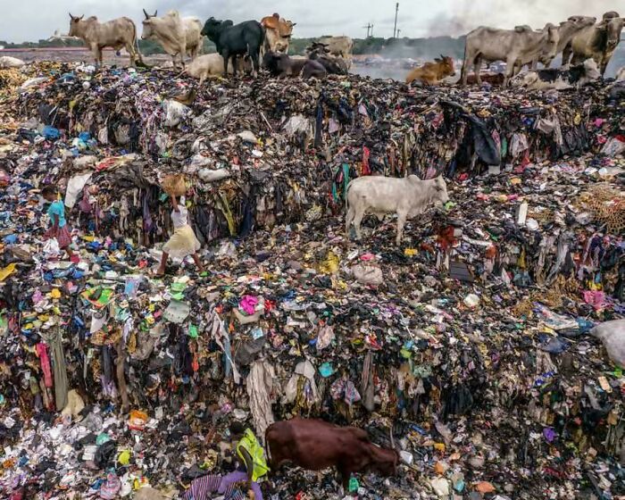 Cows standing on massive garbage dump showing environmental waste issues