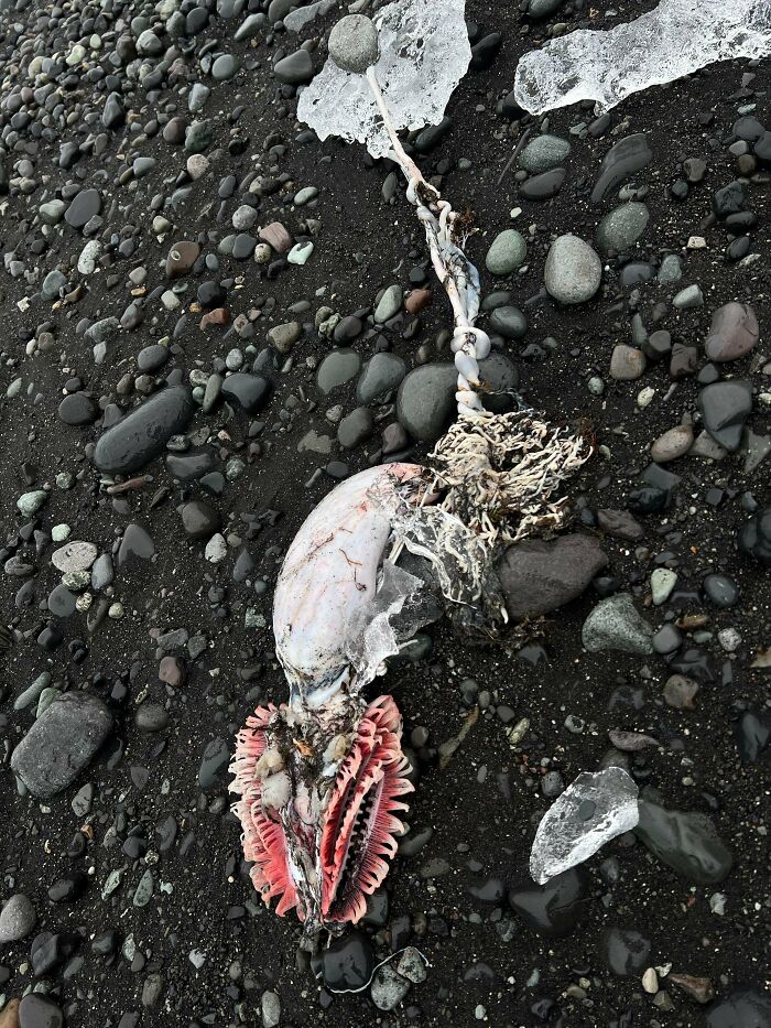 Unusual sea creature washed ashore on rocky beach among strange pics that people just had to take in confusion.