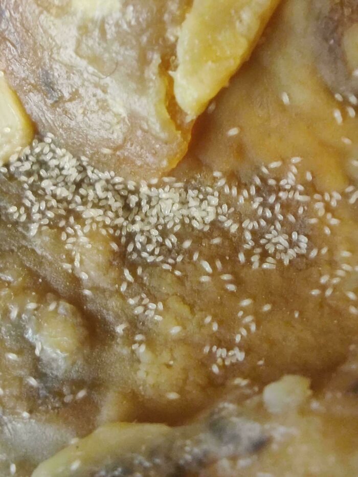 Close-up of strange pics showing tiny white larvae or eggs on a decaying, moldy surface, capturing confusion in nature.